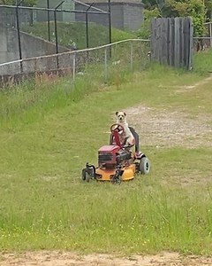 33M views · 240K reactions | He's earning his keep 藍 | Furry Tails | Facebook