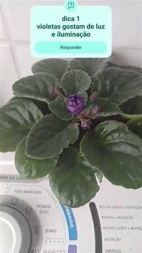 VIOLETAS COMO CUIDAR