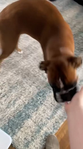 Adorable Boxer Dog Wagging Its Tail