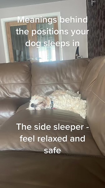 What it means when you dog sleeps in different positions #cockapoo #sleepingdog #puppy