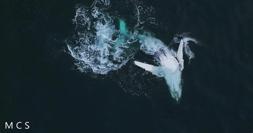 Baby humpback play off Norah Head | Mark Smith