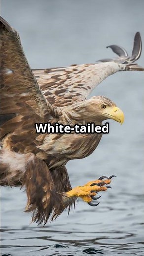 Top 10 Wild Animals in Poland You Need to See!