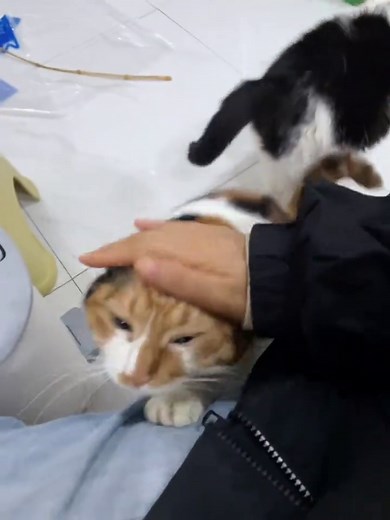 Cute Cat Clips: Adorable Kitty Moments