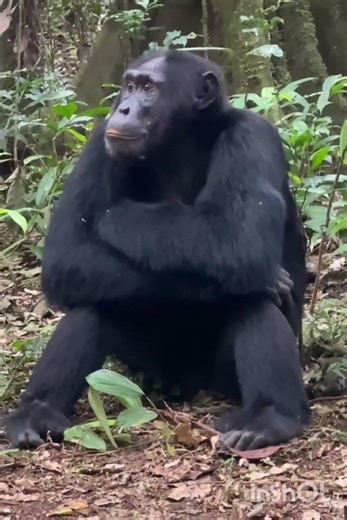 Lonely Gorilla Wonders About Life in the Forest 🌿🦍