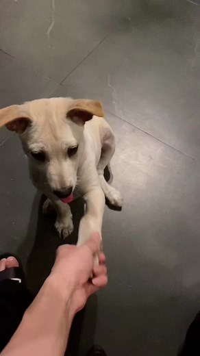 Playful Dog Interaction: A Heartwarming Moment