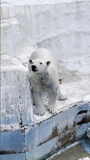 Adorable Polar Bear at Tennoji Zoo | A Peaceful Day in Osaka 🇯🇵