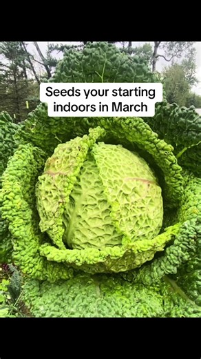 Seeds your starting indoors in March: slicing tomatoes, rhubarb, long season cabbage and basil. #growyourownfood #gardeningtips #AlaskaGardening #gardening #homesteading