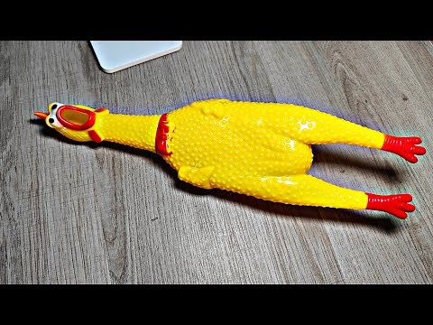 Screaming Chicken Toy (Review)