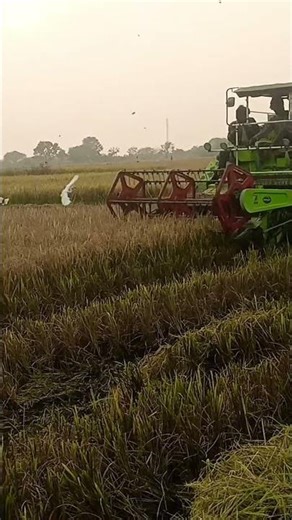 chain machine vari🚜