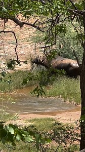 5.1K views · 7.6K reactions | Really nice Cape Buffalo bull, this is what trophy hunting is all about  #africanwildsafaris #leadwoodranch #capebuffalo #buffalo #trophyhunting #huntingoutfitter #bigfive #big5 #dangerousgame #rmef #sci #jagt #huntingseason #rmef #sci #rolandward #biggamehunting #bison | African Wild Safaris | Facebook