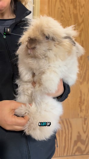 🐇✨ Fur-mazing Fact! Did you know our English Angora bunnies have fleece that's finer than alpaca fleece? 😍 We love mixing them together for super soft, cozy creations! ➡️ Help support the farm NOW by commenting, sharing, and liking! Every interaction makes a difference for us and all the animals. Thanks for being part of our community! #eagleeyefarm #bunny #englishangora #farmlife #cuteanimals #animallovers #bunnylove #funfacts | Eagle Eye Farm