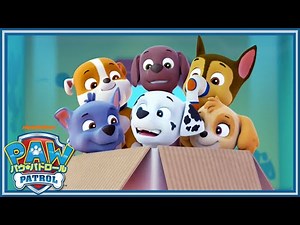 こいぬたちは、いいベビーシッター？ | パウ・パトロール公式