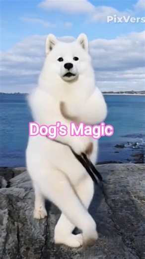 Super Dog Dance #shortsfeed #youtubeshorts #shorts #youtube #shortvideo #dog #youtubefeed #dance