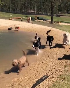 DOG PARADISE! Video: Doggy Day Care. | ABC Sydney