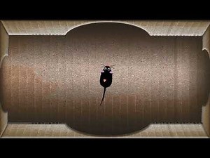 🐭 Video für Katzen. Maus - KATZENSPIEL Mäuse fangen. Videounterhaltung für Katzen zum Ansehen CAT TV