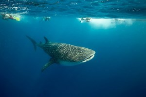 197K views · 584 shares | Come dive with the Premier Scuba Diving Centre in The Caribbean! | Utila Dive Centre: Professional Scuba Instruction | Facebook