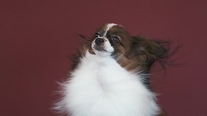 Papillon Dog Grooming Salon Dog Enjoying Stock Footage Video (100% Royalty-free) 1094219003 | Shutterstock