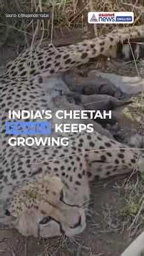 Five Cheetah Cubs Born in India | Jwala’s New Litter at Kuno 🐆