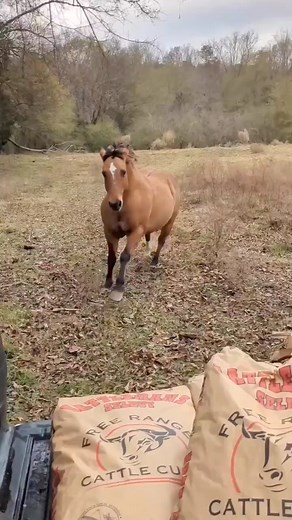 291_He earned it ☺️ @hankhaze22______________________For remote Horse Riding Holidays in wild places follow @blacksaddletravel ⛰______________________#equestrian #dreamyponies @blacksaddl | Dreamyponies