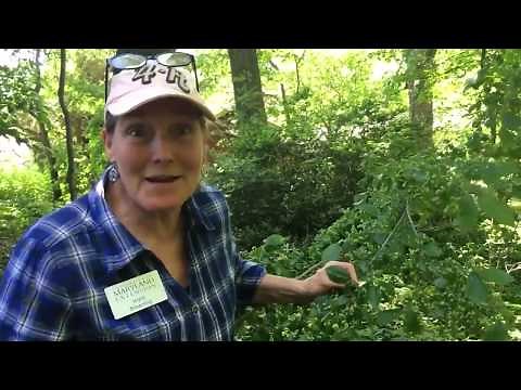 Galls: what has the nerve to grow on my tree leaves?