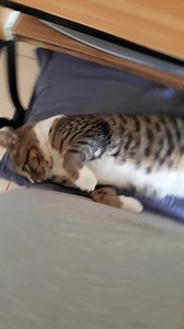 Tom | Pets Finder Egypt