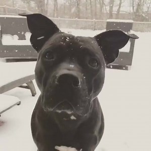 Snow bear 🐻❄️ | Larry The Dog