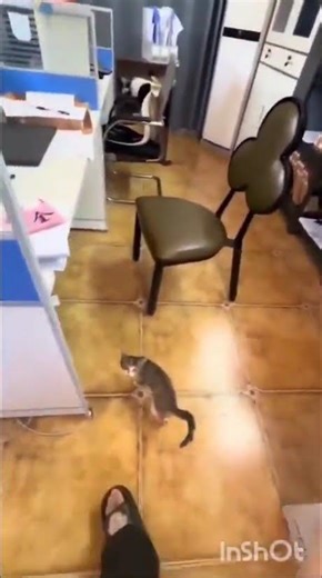 Real Life Pokemon Battle