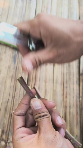 Grafting cutting anggur batang muda #grapegrafting #graftingtechniques #graftingcutting #gardening | Abi Garden