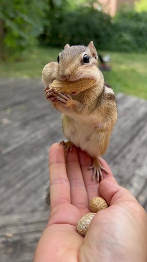 #funnyface #cuteanimals #laughter