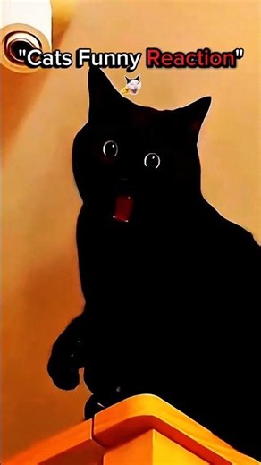 Cat Reactions that prove they’ve seen the "Other Side" 😂💀 #cat #cuteanimals #funny #edit #catmemes