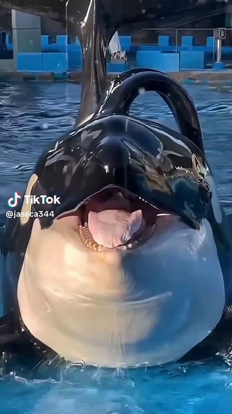 #viralvideotiktok #viralvideotiktok #foryou #🦈🦈