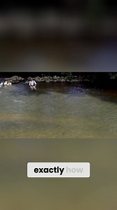 14K views · 155 reactions | Learn the essential techniques of upstream and downstream mends to control your fly's drift in river fishing. This guide will help you master aerial mends for optimal performance and catch more fish. Elevate your fly fishing skills today! #FlyFishing #FishingTechniques #Mending #FishingTips #TroutFishing #SalmonFishing #AerialMends #FishingSkills #RiverFishing #OutdoorAdventure | Sunray | Facebook