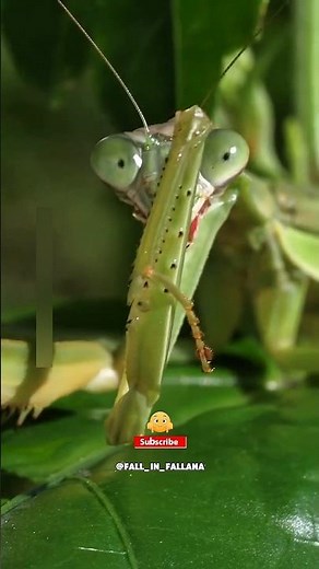 It's best to stay away from this insect. Praying Mantis