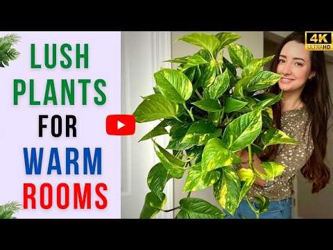 15 Plants That Stay Green in Warm Rooms | Plants That Stay Green