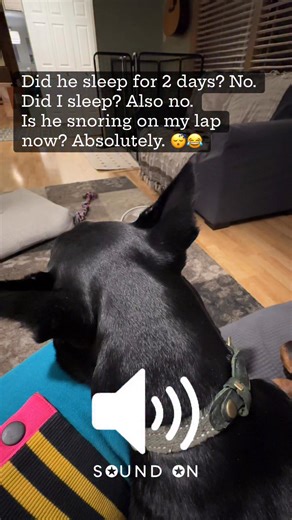 Natalia Skorob on Instagram: "After 2 days of zero sleep, upset stomach drama, and mom anxiety… the snoring has officially begun. 💤😅 #skorobzooandkitchen #nataliaskorob #dogmomlife #snoringdog #doberman #dobermanpuppies #dogsoffacebook #funnydogs Skorob Zoo and Kitchen"