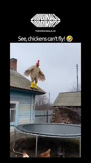 Streamyhoodz | I told you 🌚 People often attempt funny chicken cosplay for Halloween, pranks, or viral videos, leading to hilarious fails and creative... | Instagram