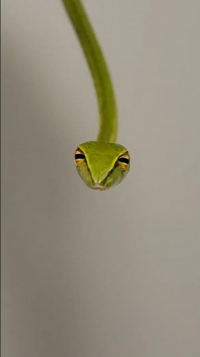 The Judgemental shoelace! Crazy vine snake! #zookeeper #reptiles #vinesnake #herping #amazinganimals