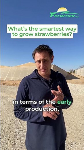 Learn From Experts How Hanging Strawberries Are Transforming Israeli Farming
