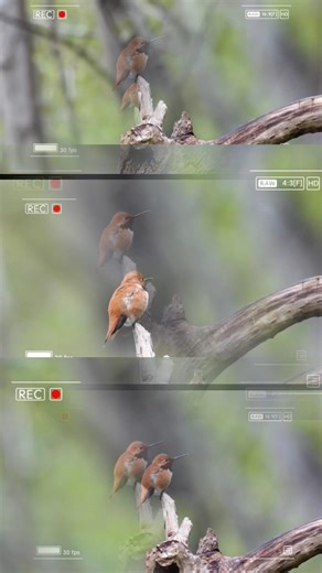 Rufous hummingbird ❤️ delta BC 🇨🇦