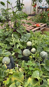 😋 Mmmmm Mini Melon Harvest in early August Andrew has been trialling mini melons. These 2 have passed with flying colours & will be available on our website for the 2026 growing season. The Minnesota Midget melon is a compact, early-maturing cantaloupe variety, known for its sweetness and suitability for small gardens and short growing seasons. It produces small, 4-6 inch melons with a sweet, juicy, orange flesh. Melon Honey Bun refers to a variety of cantaloupe melon, known for its compact, bu