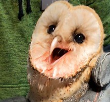 63K views · 3.2K reactions | We post Barn Owl hissing on Sundays...