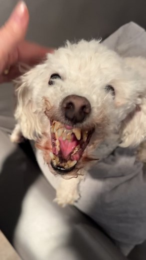 Senior Dog with Rotten Teeth - Bad Breath Alert!