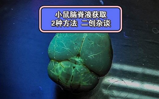 二创：两种实用小鼠脑脊液（CSF）的获取方法