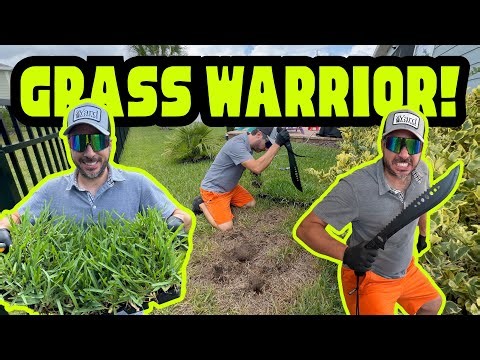 How to Repair Dead Spots with St. Augustine Sod Pod Plugs | Fast Lawn Fix & Green-Up