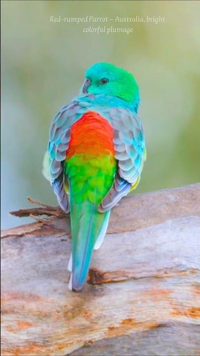 Morning Bird Songs for Relaxation & Focus – Beautiful Nature Sounds, Chirping & Calm Mind