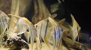 16K views · 1.2K reactions | Check out this absolutely stunning group of Angelfish! Do you keep angels? We'd love to see pictures or videos of them!  | Fluval | Facebook