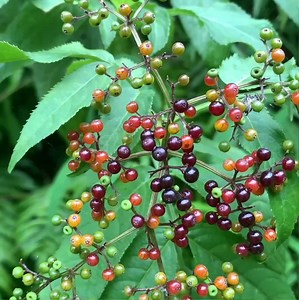 8.6K views · 143 reactions | Páo left home to work in the city, Sua faces many new challenges | Bhalaha | Facebook