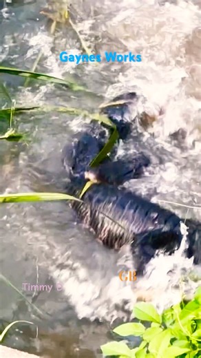 Alligators fight for dominance. #alligator #wildlife #viralhog #trending #shorts #fight