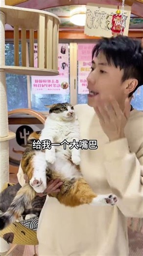 Cinematic Cat Mastering the Script - Unleash the Feline Filmmaker