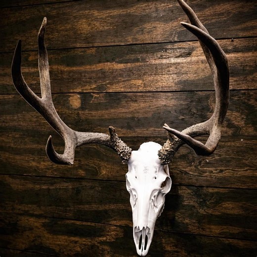 3D Printed Mule Deer Skull Mount | Euro Mount Antler Display - Etsy